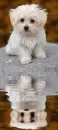 maltese