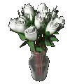 white rosas