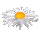 white flower