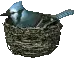 blue jay