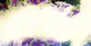 hydrangea