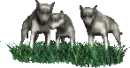 wolfs