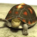 turtle waving