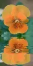 pansy