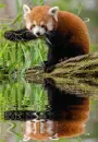 redpanda