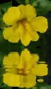 yellow mimulus