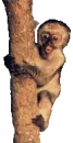 monkey