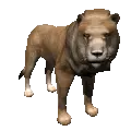 lion