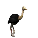 ostrich