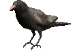 crow