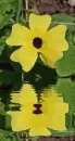 yellow flower