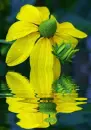 yellow flower