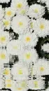white chrysanthemums