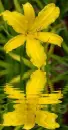 yellow lily