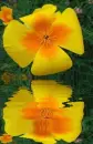 yellow flower