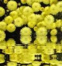 yellow flowers