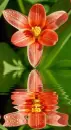 red tulip