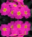 pink impatiens