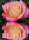 beautiful rosa