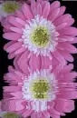purple gerbera