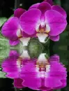 purple orchids