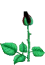 blooming burgundy rose