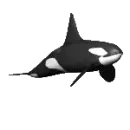 orca