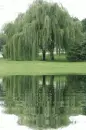 willow