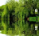 willow