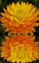 dahlia