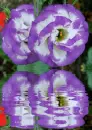 lisianthus