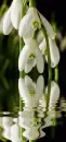 snowdrops