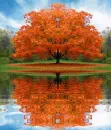 tree in autumn
