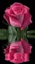 pink rosa