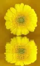 yellow gerbera
