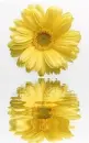 yellow gerbera