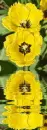 yellow parrot tulips