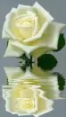 white rosa