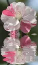 rhododendron