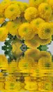 yellow dahlias