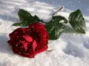 red rosa