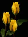 yellow tulips
