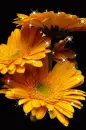 yellow gerbera