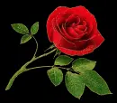 red rosa