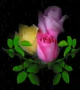 rosas