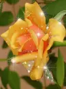 íellow rosa