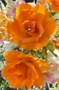 orange rosas