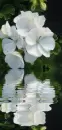 white flower