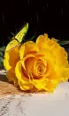 yellow rosa