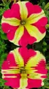 petunia